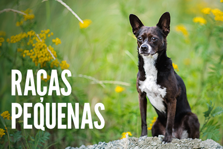 Receitas para cães de tamanho pequeno.
