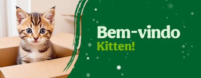 Os produtos essenciais para receber em casa o novo gatinho