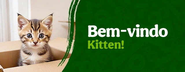 Os produtos essenciais para receber em casa o novo gatinho