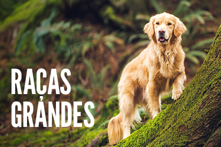 Receitas para cães de tamanho grande.
