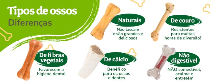 Descubra os diferentes tipos de ossos e as suas diferenças