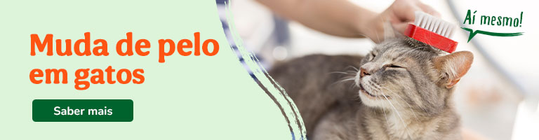 Saiba tudo sobre a muda de pelo em gatos