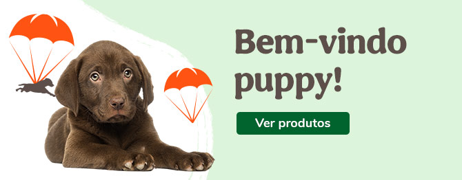 Bem-vindos cachorrinhos