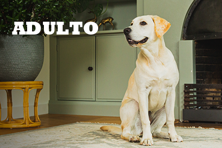 Alimentação natural para cães adultos.