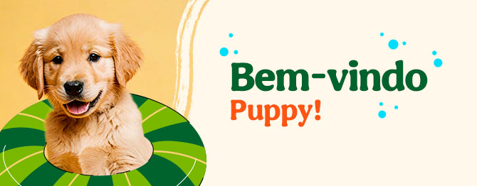 Os produtos essenciais para receber em casa o novo cachorro