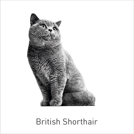 Royal Canin Raças – Especial British Shorthair. Alimento adaptado que tonifica a musculatura e as articulações e favorece o bom funcionamento do coração.