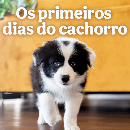Os primeiros dias do cachorro