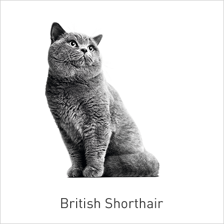 comprar alimentação para gatos da raça British Shorthair