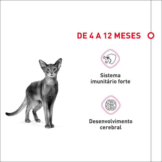 Alimentação dos quatro aos doze meses