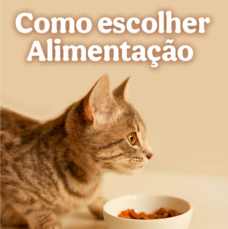 Alimentação: guia completo