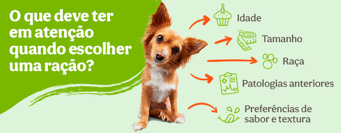 O que deve ter em atenção quando escolher uma ração para o seu cão?