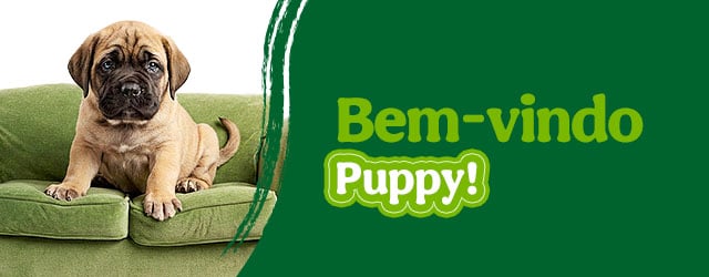 Os produtos essenciais para receber em casa o novo cachorro