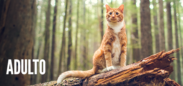 Receitas para gato em idade adulta.