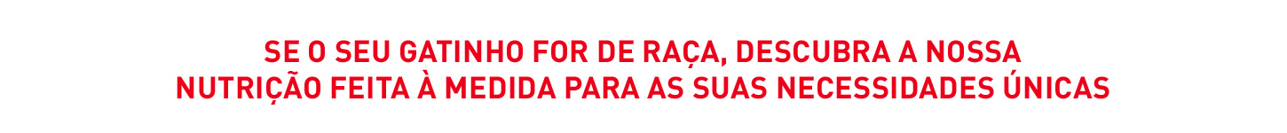 Se o seu gatinho é de raça, descubra a nutrição à medida para necessidades únicas