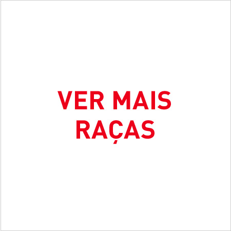 Royal Canin Raças. Nutrição especializada para as diferentes raças de gato.