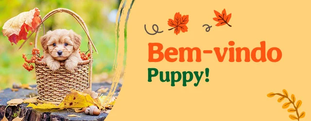 Os produtos essenciais para receber em casa o novo cachorro Os produtos essenciais para receber em casa o novo cachorro