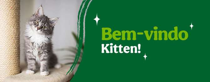 Os produtos essenciais para receber em casa o novo gatinho