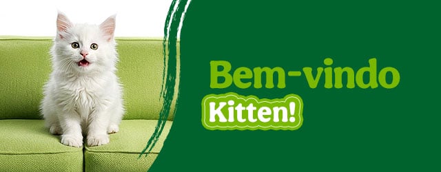 Os produtos essenciais para receber em casa o novo gatinho