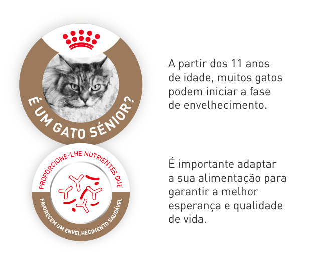 Royal Canin Senior. É importante adaptar a alimentação do seu gato a partir dos 11 anos, quando inicia a fase de envelhecimento, melhorando assim a sua esperança e qualidade de vida.
