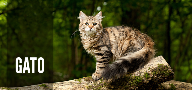 Orijen Gato. Descubra a receita ideal.