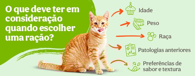 O que deve ter em atenção quando escolher uma ração para o seu gato?