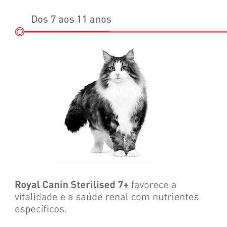 Gato sénior esterilizado: dos 7 aos 11 anos