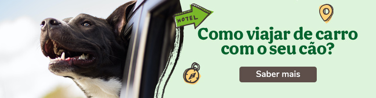 Tudo o que precisa para viajar com o seu cão