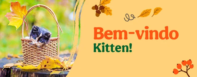 Os produtos essenciais para receber em casa o novo gatinho Os produtos essenciais para receber em casa o novo gatinho