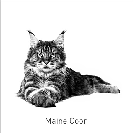 Royal Canin Raças – Especial Maine Coon. Nutrição adaptada para contribuir para a saúde dos ossos e articulações dos gatos desta raça.