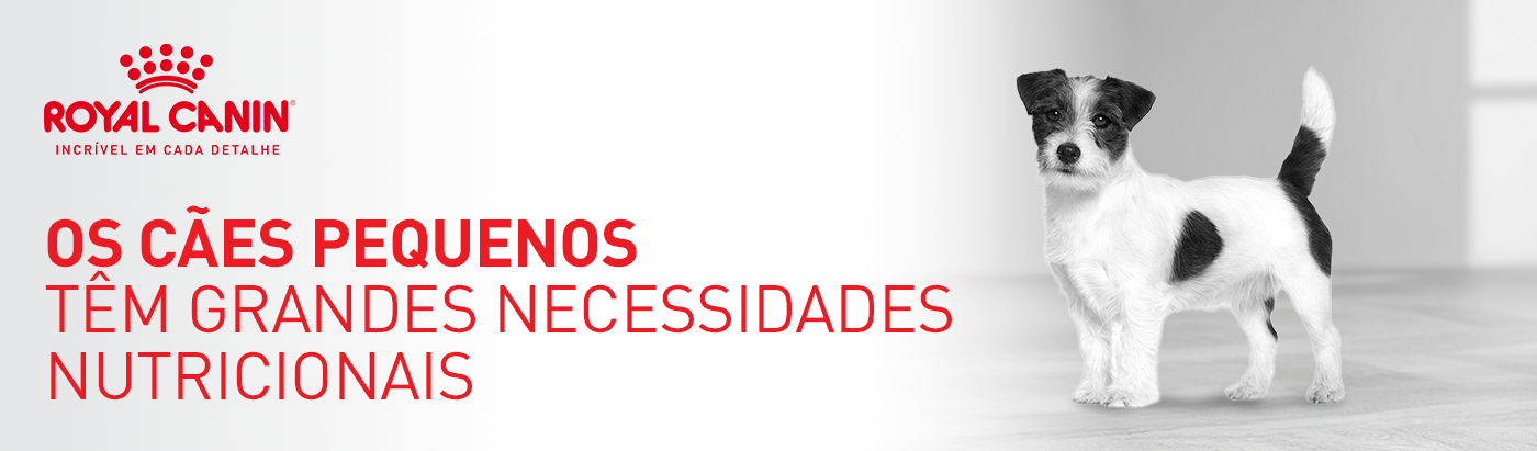 Os cães de porte pequeno têm grandes necessidades nutricionais.