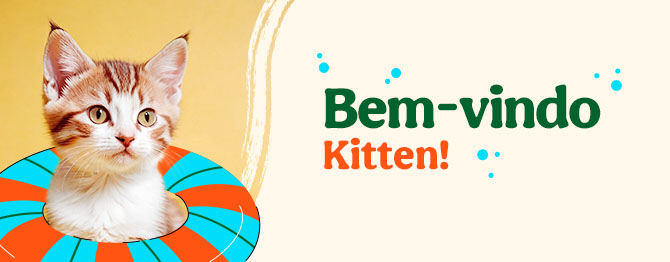 Os produtos essenciais para receber em casa o novo gatinho