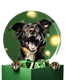 Cães