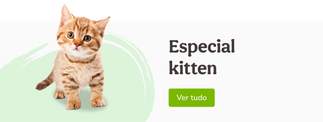 Bienvenido Kitty