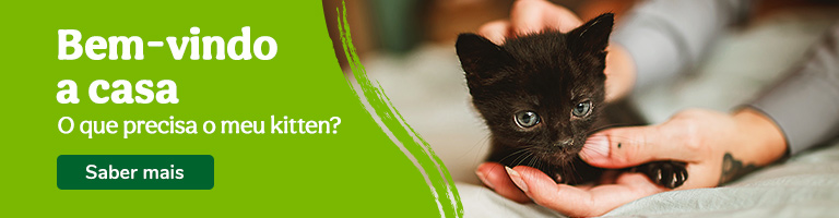 Bem-vindo Kitten!