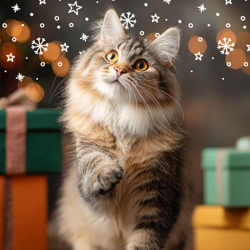 Presentes para gatos