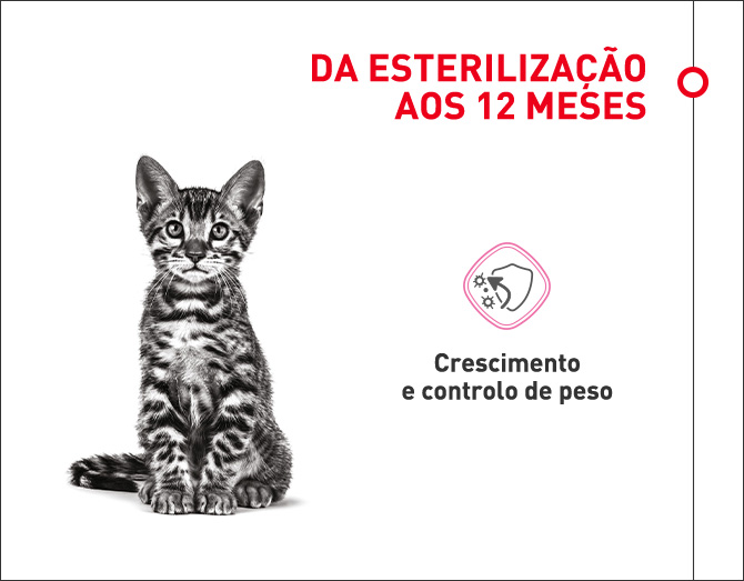 Gatinhos esterilizados até aos doze meses de idade