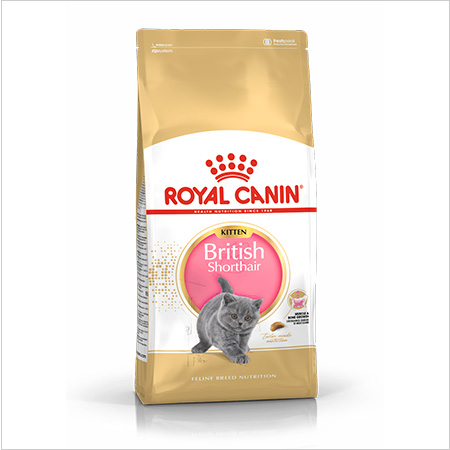 Royal Canin Maine Coon ração para gatinhos
