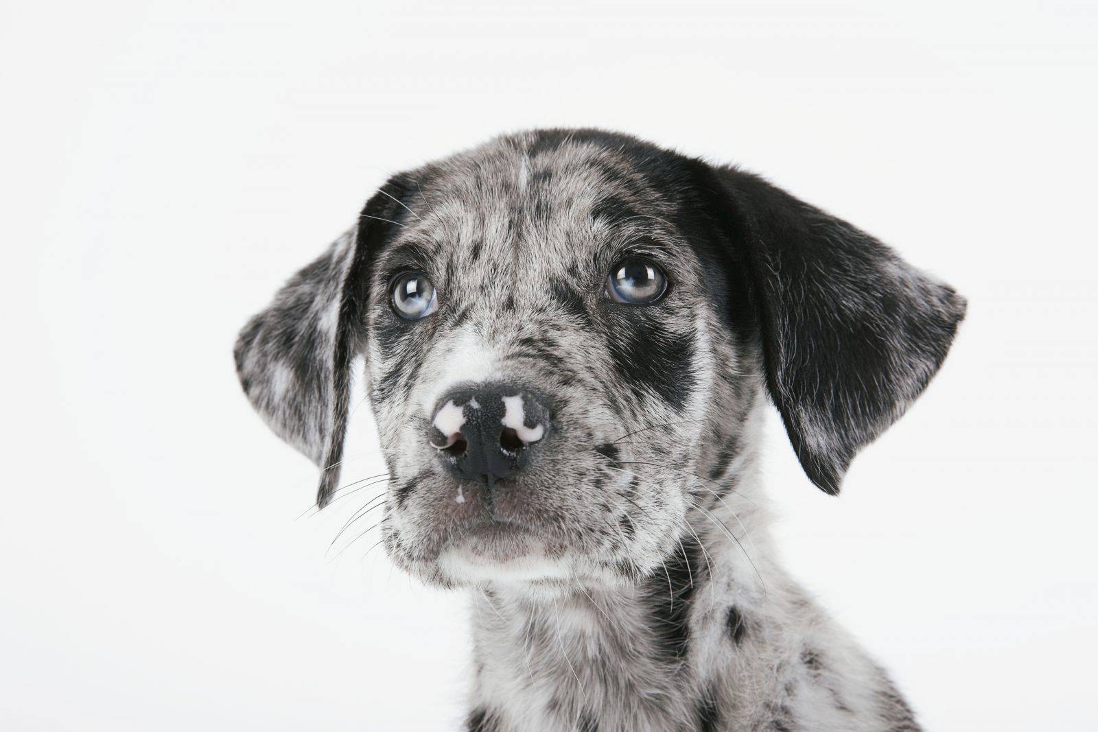 criadores frutas verduras perro dog tiendanimal
