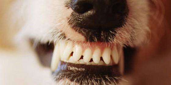 como os dentes escova meu cão com pincel?