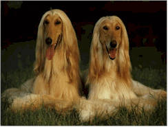 Artero pente de metal para o cabelo longo e encaracolado