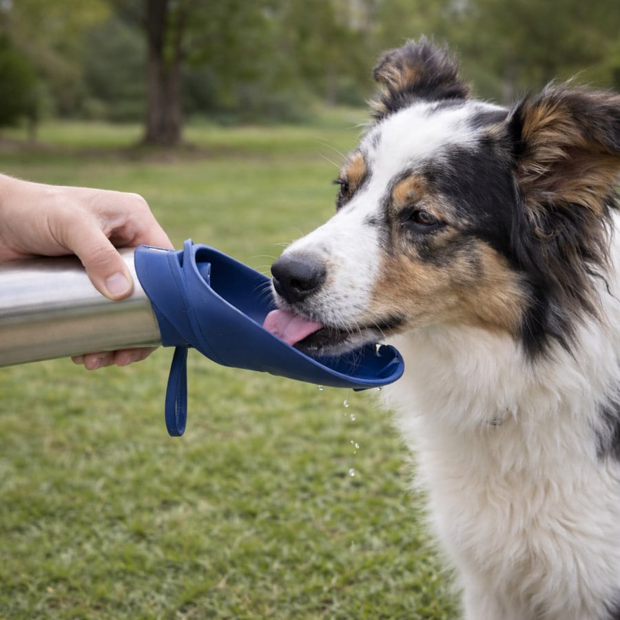 Gotoo Garrafa Bebedouro Portátil em Aço Inoxidável Azul para cães