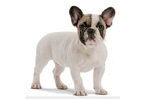 Royal Canin Bulldog Franc?s Junior