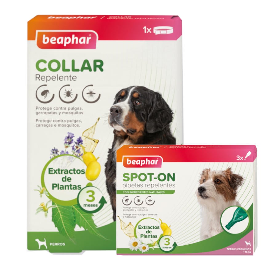 1 coleira x 65 cm + 6 pipetas ></noscript>30 kg Beaphar Pack com Pipetas e Colar Repelente para Cães. Pack poupança!