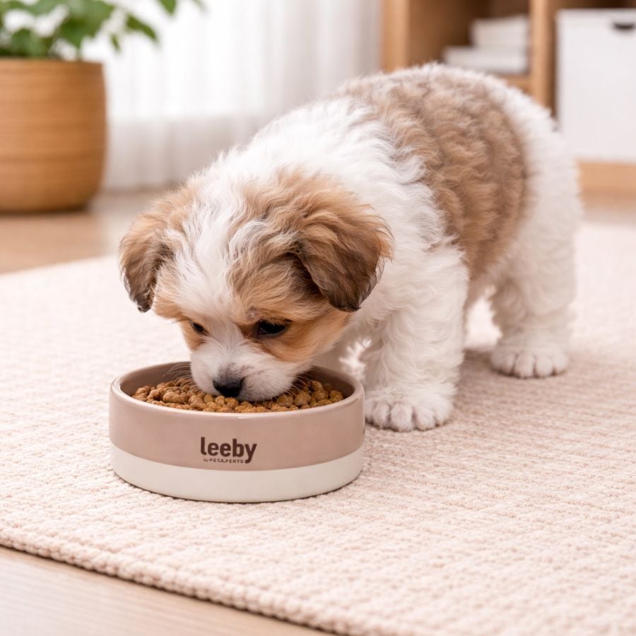 Leeby Comedouro de Cerâmica Castanho e Branco para cães