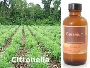 Citronela e gerÃ¢nio