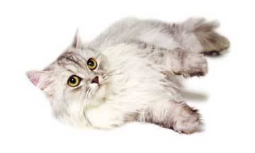 Artero Champu para gatos de pelo longo persa angorÃ¡