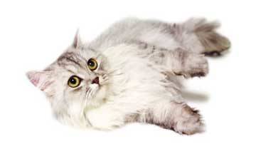 Royal Canin Ageing + 12 raÃ§Ã£o para gatos velhos