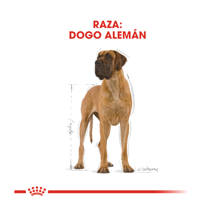 Royal Canin Adult Great Dane ração para cães, , large image number null