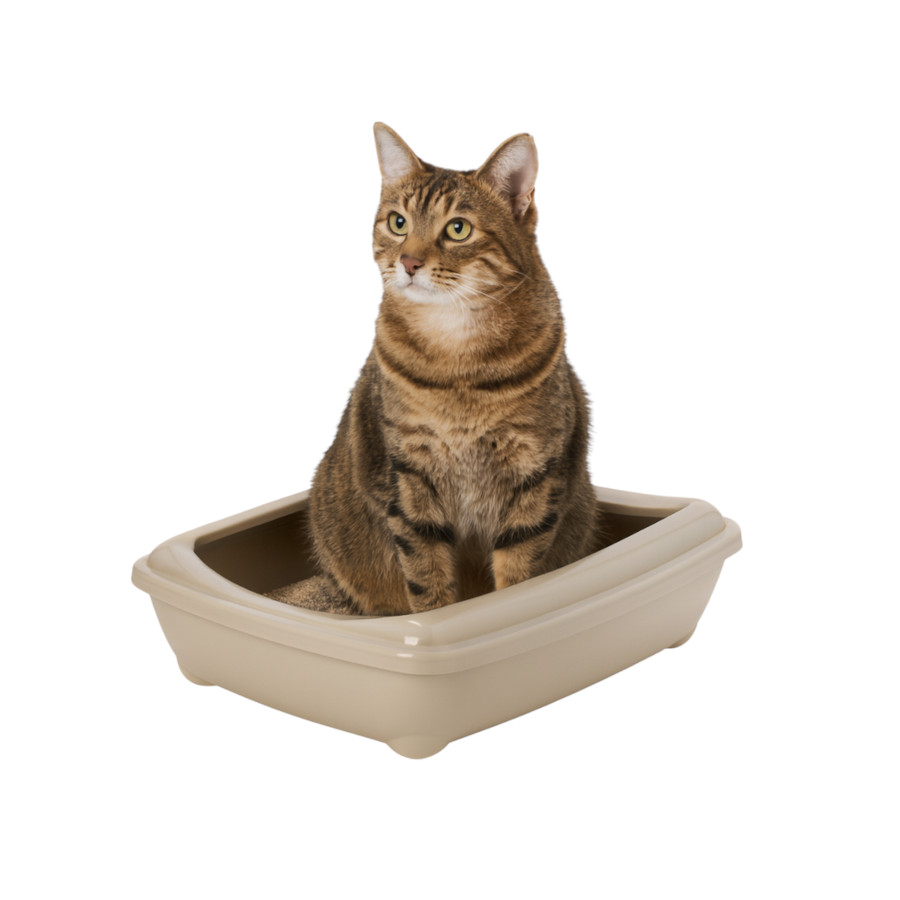 Nice Care Caixa de areia bege para gatos