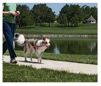 Controle de lÃ­der suave caminhada fÃ¡cil educado collar dog